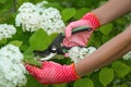 Woman in gardening gloves pruning hydrangea bush with secateurs outdoors, closeup Royalty Free Stock Photo