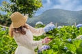 Woman in gardening gloves pruning hydrangea bush with secateurs, pruning shears in garden. Closeup hydrangea Royalty Free Stock Photo