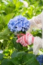 Woman in gardening gloves pruning hydrangea bush with secateurs, pruning shears in garden. Closeup hydrangea Royalty Free Stock Photo