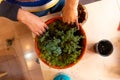 Woman gardening at home. dirty hands in soil planting plants in home made flowers pot during lock down. taking care of plants at