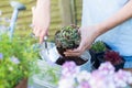 Close Up Of Woman Gardening At Home Planting Succulent Plants In Metal Planter Outdoors