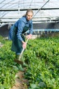 Woman gardening malabar spinach