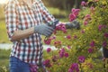 woman gardening and pruning rose bush with garden shears
