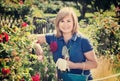 Woman gardening red roses and holding horticultural tools on sun Royalty Free Stock Photo