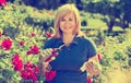 Woman gardening red roses and holding horticultural tools on sun Royalty Free Stock Photo