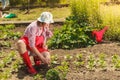 Woman with gardening tool working in garden Royalty Free Stock Photo