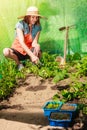Woman with gardening tool working in greenhouse Royalty Free Stock Photo