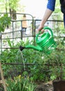 Woman in gardening waters flowers Royalty Free Stock Photo