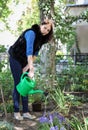 Woman in gardening waters flowers Royalty Free Stock Photo