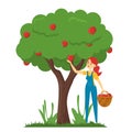 Woman gather apples from the apple tree vector isolated