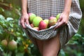 The woman gathered apples in hem of her dress.Lots of ripe apples. An unrecognizable person.Apple orchard. Autumn apple