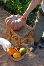 The woman gathered a crop of vegetables in a basket-zucchini, pumpkins. A white cat with its owner near a chair. A huge pumpkin Royalty Free Stock Photo