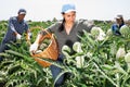 Woman gathering artichokes while working on plantation