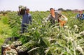 Woman gathering artichokes while working on plantation