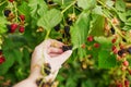 Woman gathering fresh blackberries ripen on farm