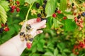 Woman gathering fresh blackberries ripen on farm