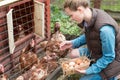 a woman gathering fresh eggs into basket at hen farm in countryside Royalty Free Stock Photo