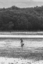 Woman gathering shells at the sunset in Bais, Philippines Royalty Free Stock Photo