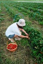 Woman gathering Strawberries at the farm