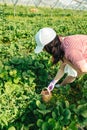 woman gathering strawberries at the farm