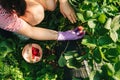 woman gathering strawberries at the farm