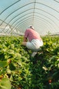 woman gathering strawberries at the farm