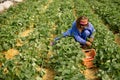 Woman gathering strawberry on a farmland