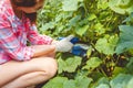 Woman gathers cucumbers in a greenhouse