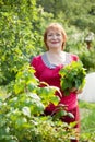 Woman gathers currant leaves