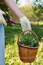 A woman gathers fresh nettles