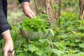 Woman picking nettle at garden