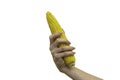 Woman gently holding an ear of fresh corn. Royalty Free Stock Photo