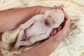 Woman holding newborn labrador puppy dog Royalty Free Stock Photo