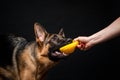 A woman with a German shepherd puppy yellow toy