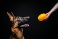 A woman with a German shepherd puppy yellow toy