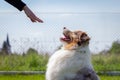 Pet owner is training Australian Shepherd