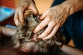 Woman gets professional head massage, close-up. Men`s hands doing massage of the scalp Royalty Free Stock Photo