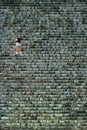 Woman getting down Pyramid of Cichen Itza, Mexico