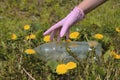 Woman girl in glove Saving the planet Earth nature and environment from pollution of plastic. taking bottle from the grand green Royalty Free Stock Photo