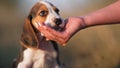 Woman gives beagle puppy treat for following command during training. Teaching dog on nature. Good boy, smart doggy.