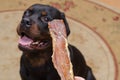 Woman gives chewy treat to big black dog. Adult male Rottweiler Royalty Free Stock Photo