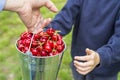 A woman gives a child a bucket full of ripe cherries. The concept of parental care for children. Vitamin Eating