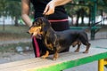 Woman gives a command to her dachshund Dog. training of small dogs Royalty Free Stock Photo