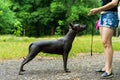 Woman gives a command to her Mexican Hairless Dog. Dog training Royalty Free Stock Photo