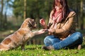 Woman gives dog a treat and gets the paw Royalty Free Stock Photo