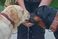 A woman gives the dogs water from the palms of her hands. Two do