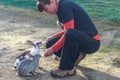 Woman gives food to rabbit. Nature love and vegan concept