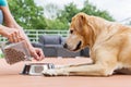 Woman gives her labrador the dog food Royalty Free Stock Photo