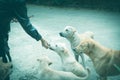 Woman gives homeless dog food. Woman hand feeding the dog Royalty Free Stock Photo