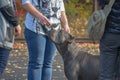Woman gives a sniff of a treat to a gray pet outside. Dog of the ancient Italian Cane Corso breed without a collar. Handler with